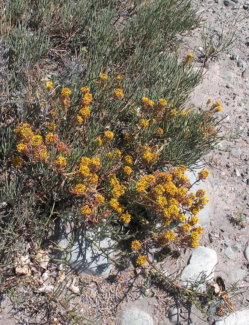 Изображение особи Quinchamalium chilense.