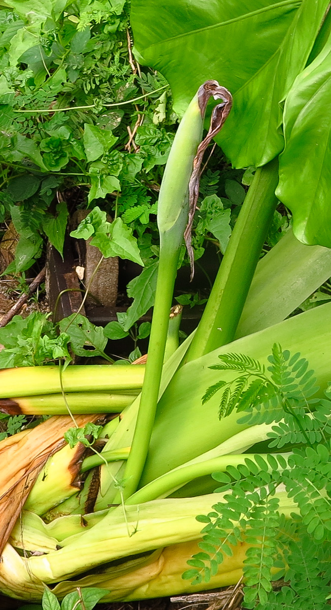 Изображение особи Alocasia macrorrhizos.