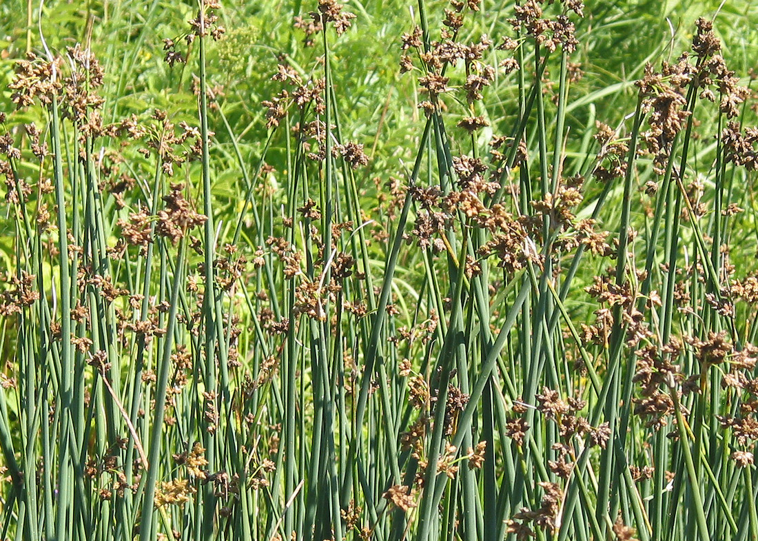 Image of Schoenoplectus lacustris specimen.