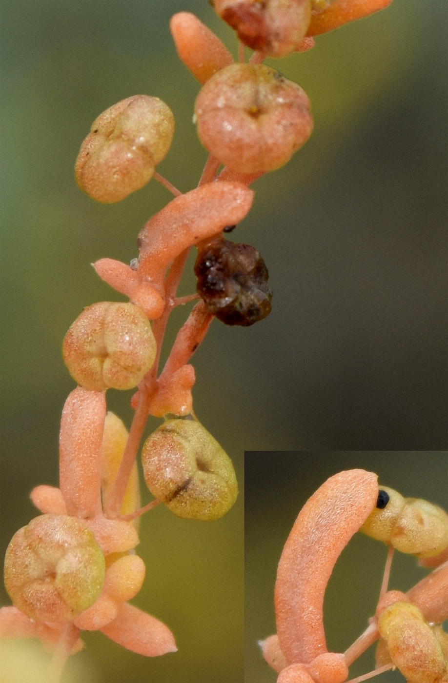 Image of Tetradiclis tenella specimen.