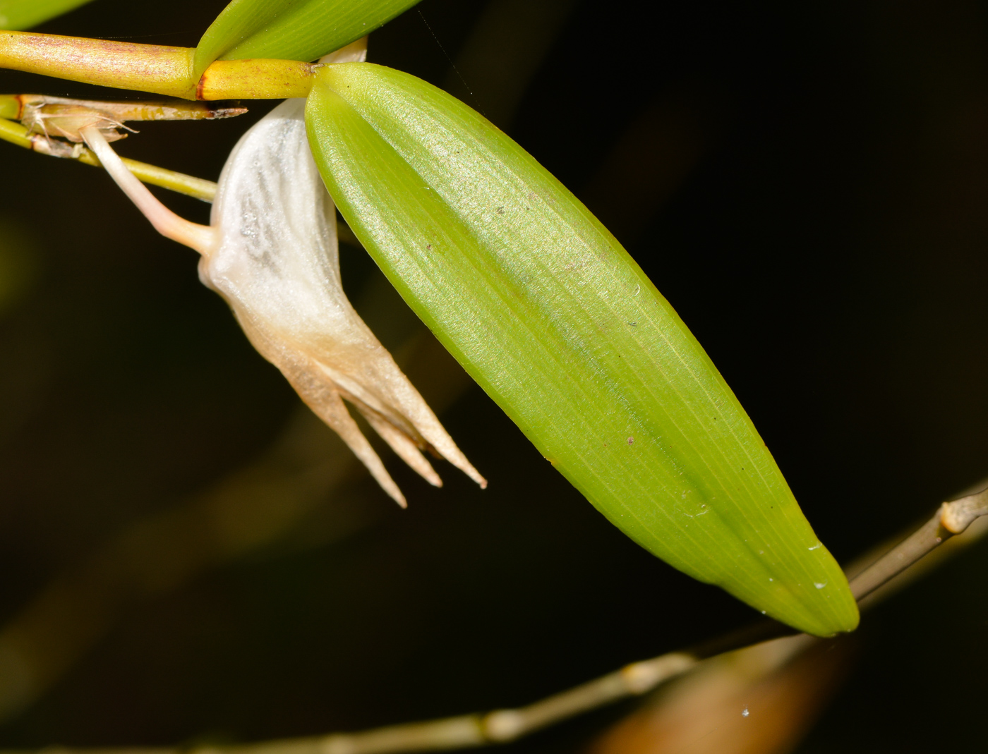 Image of Dendrobium crumenatum specimen.