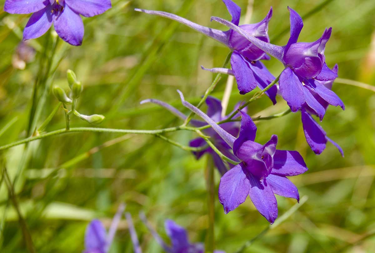 Image of Delphinium consolida specimen.