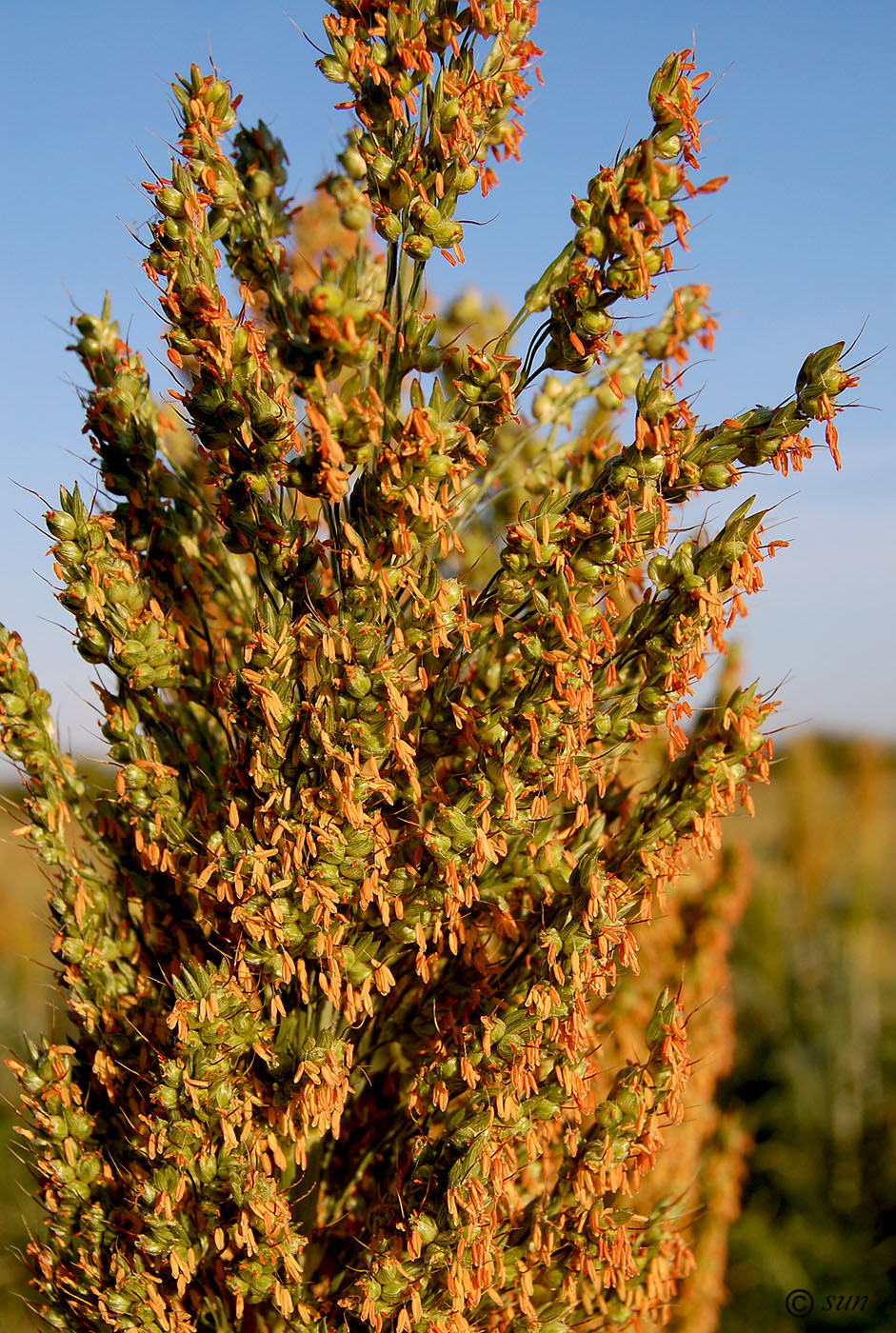 Image of Sorghum bicolor specimen.