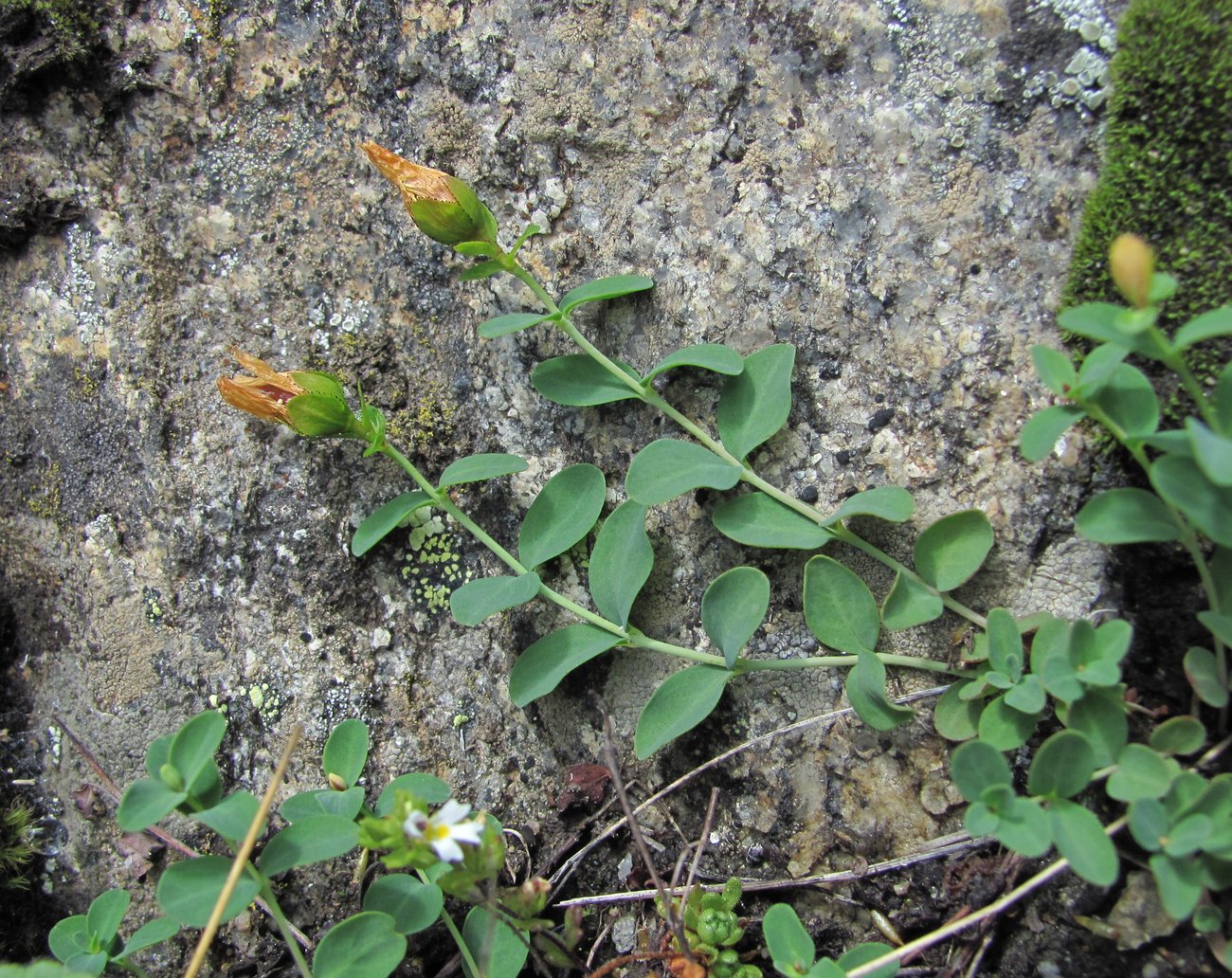 Image of Hypericum nummularioides specimen.