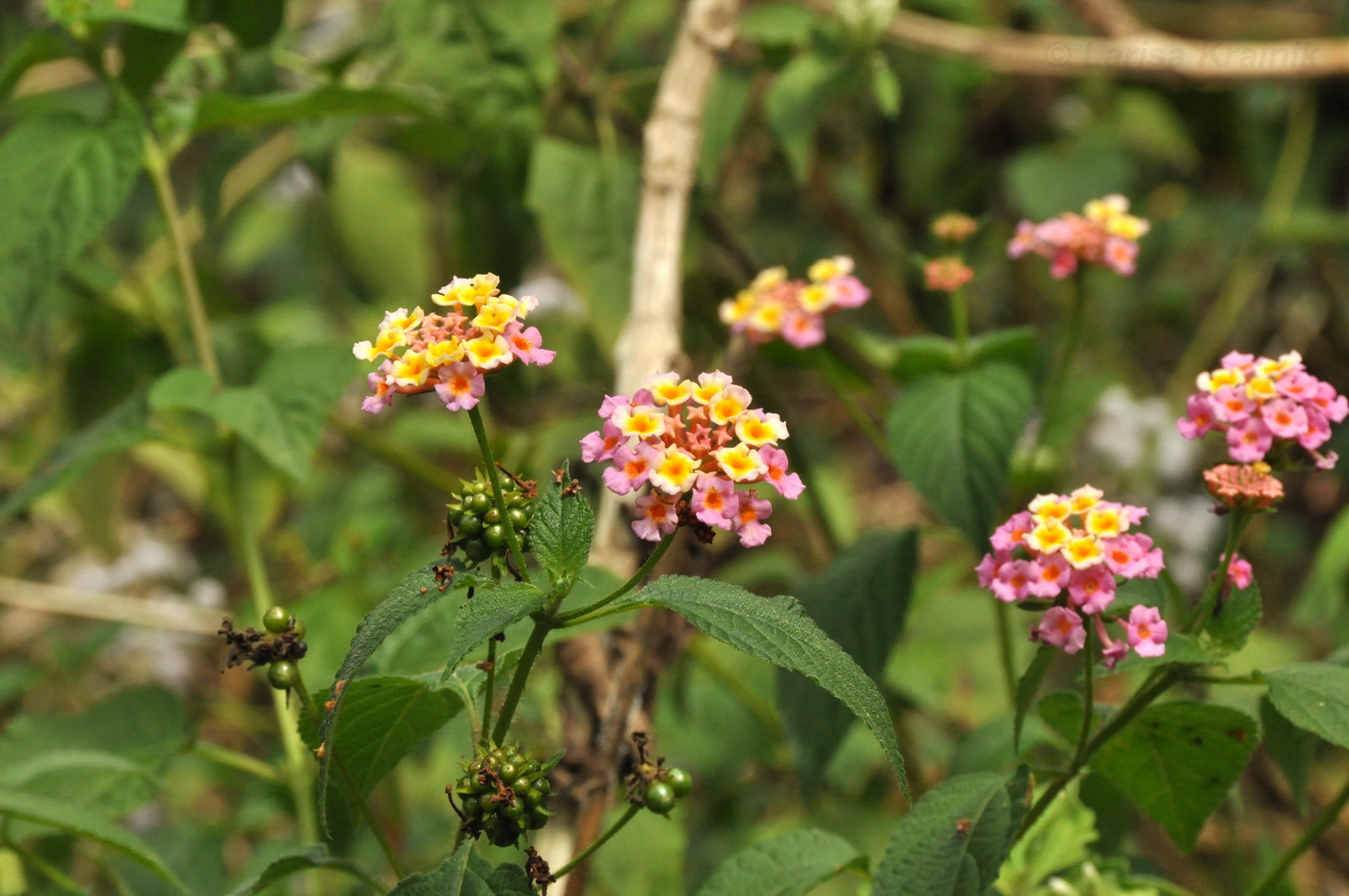 Изображение особи Lantana camara.