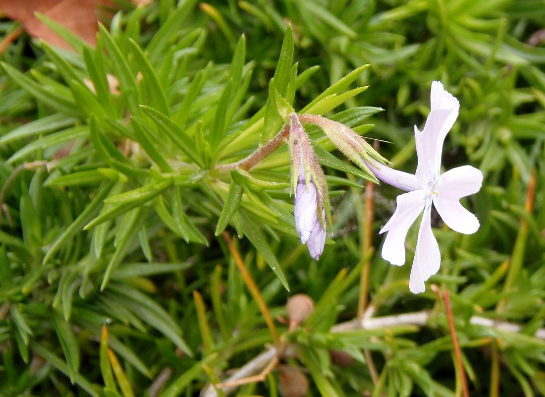 Image of Phlox subulata specimen.