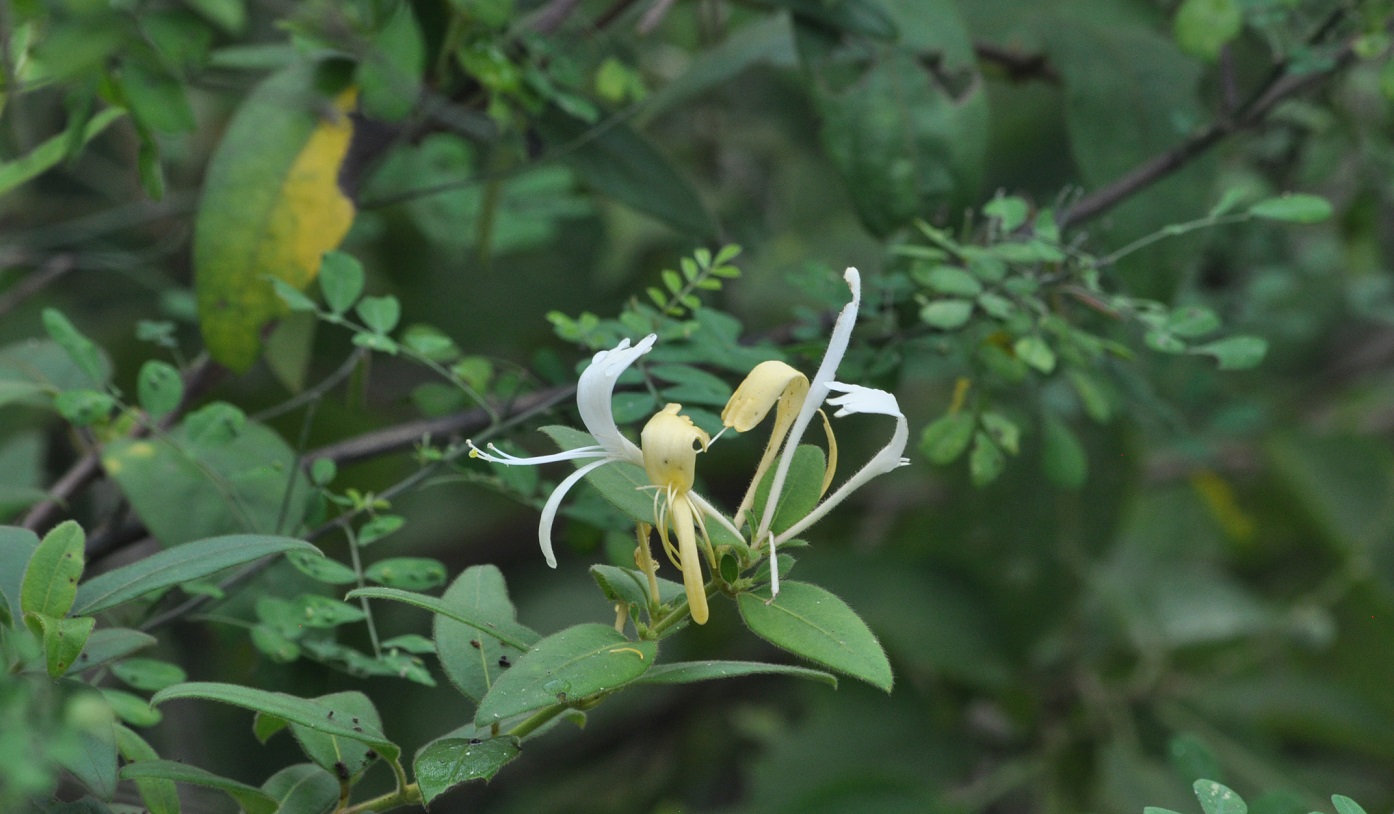 Image of genus Lonicera specimen.