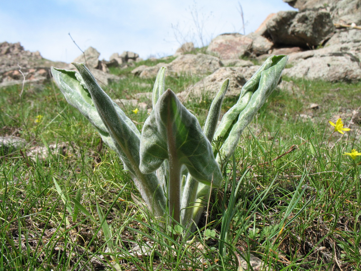 Image of Rindera echinata specimen.