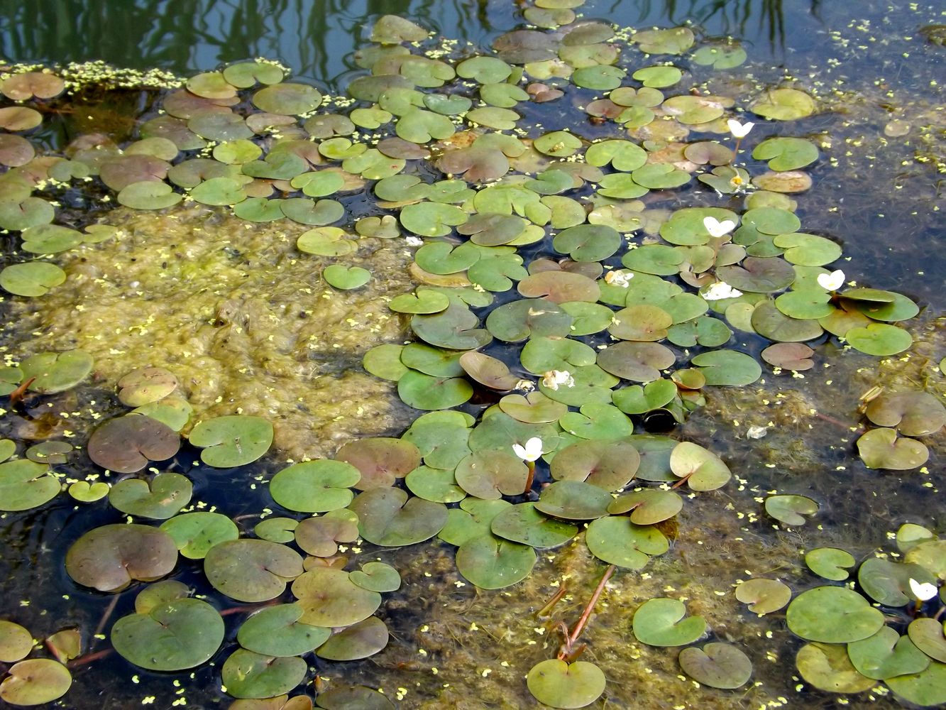 Image of Hydrocharis morsus-ranae specimen.