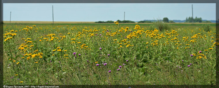 Изображение особи Inula helenium.