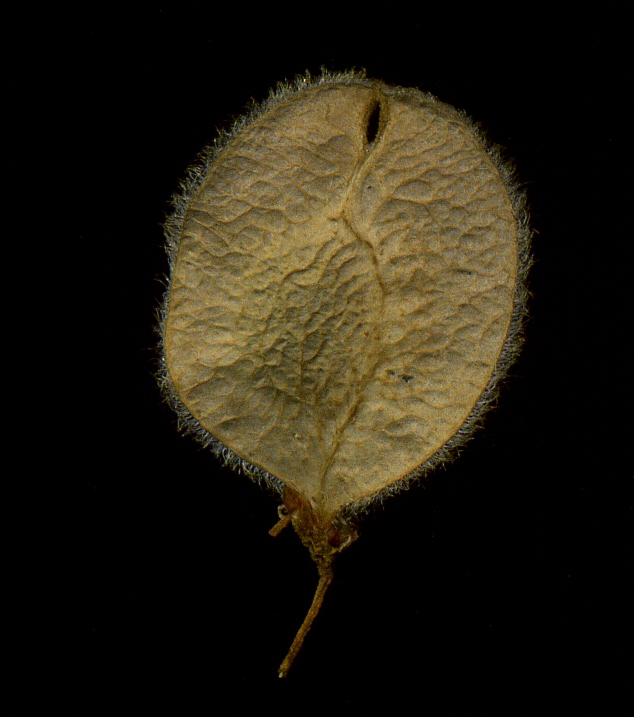 Image of Ulmus laevis specimen.