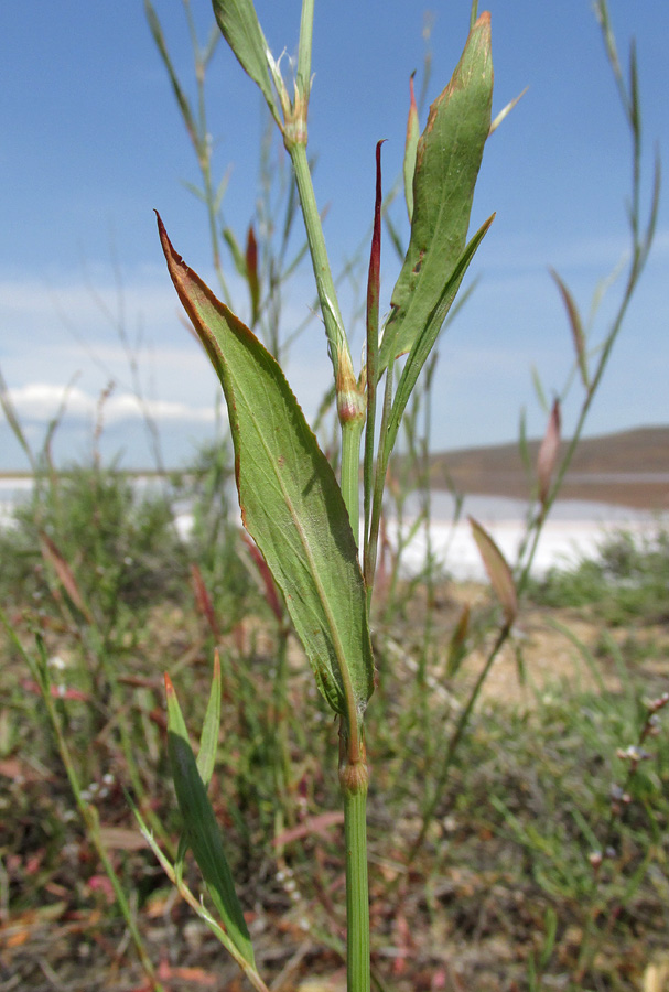 Изображение особи Polygonum pulchellum.