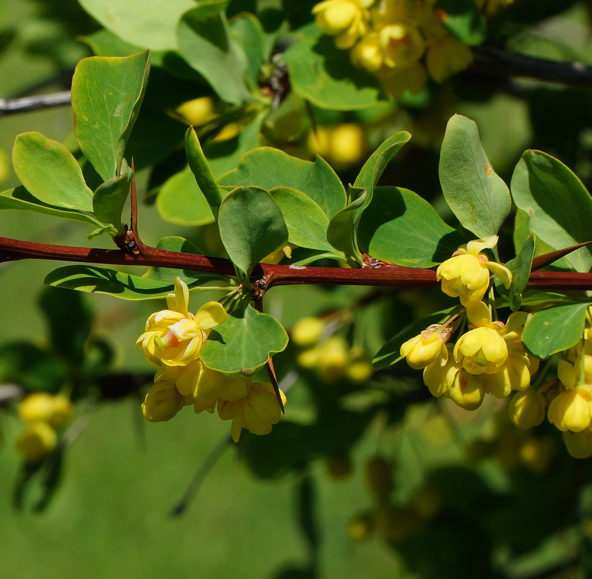 Изображение особи Berberis sphaerocarpa.