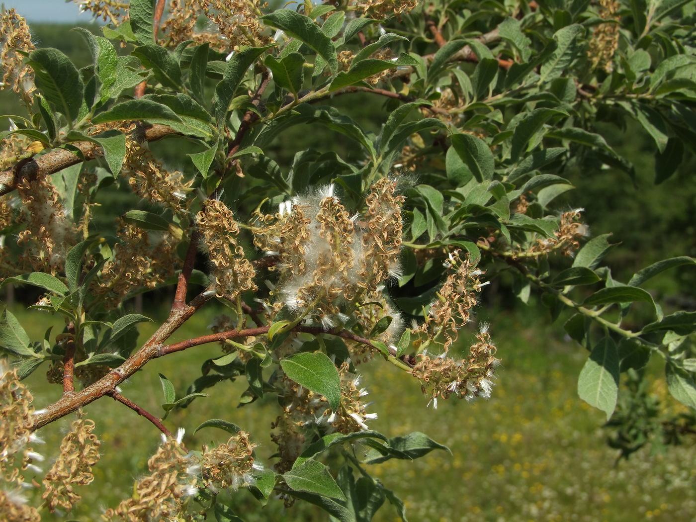 Image of Salix bebbiana specimen.