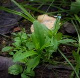 Myosotis cespitosa