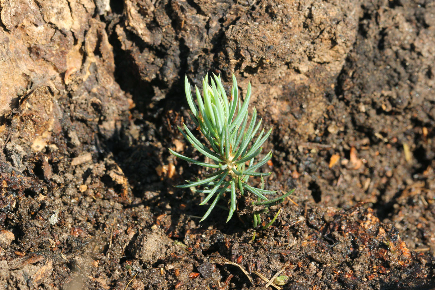 Изображение особи Picea pungens f. glauca.