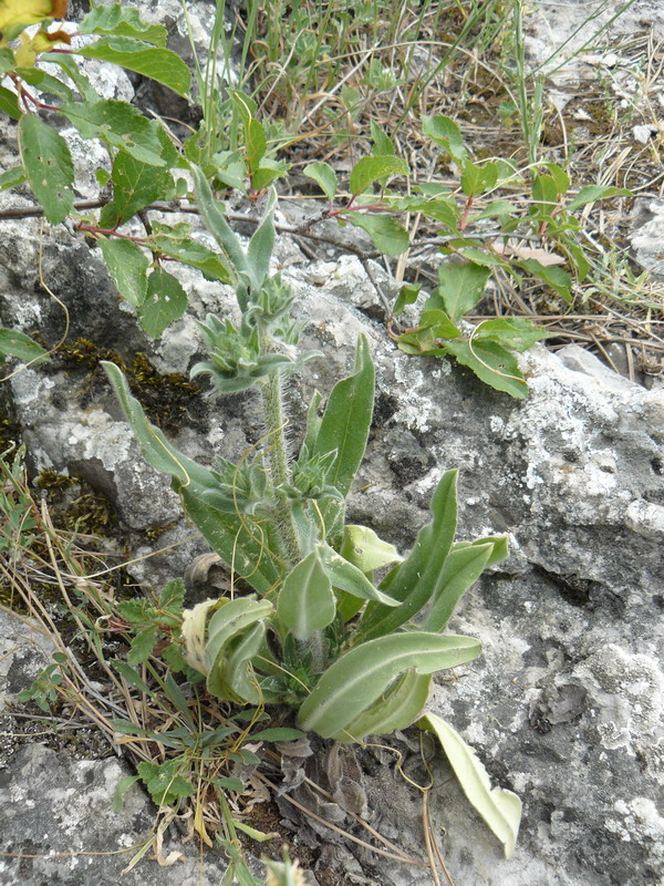 Изображение особи Echium vulgare.