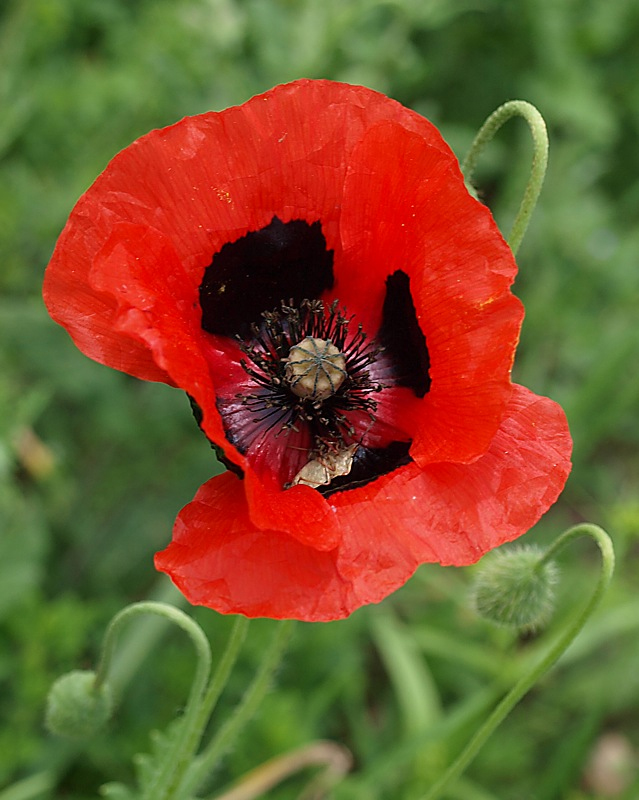 Image of Papaver commutatum specimen.