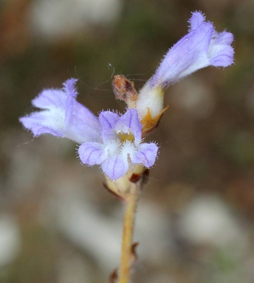 Image of genus Phelipanche specimen.