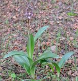 Himantoglossum robertianum. Цветущее и вегетирующее растения. Республика Кипр, епархия Левкосия (επαρχία Λευκωσίας), Троодос, лес Махера (Τρόοδος, Δάσος Μαχαιρά), 600 м н.у.м. 12.01.2019.