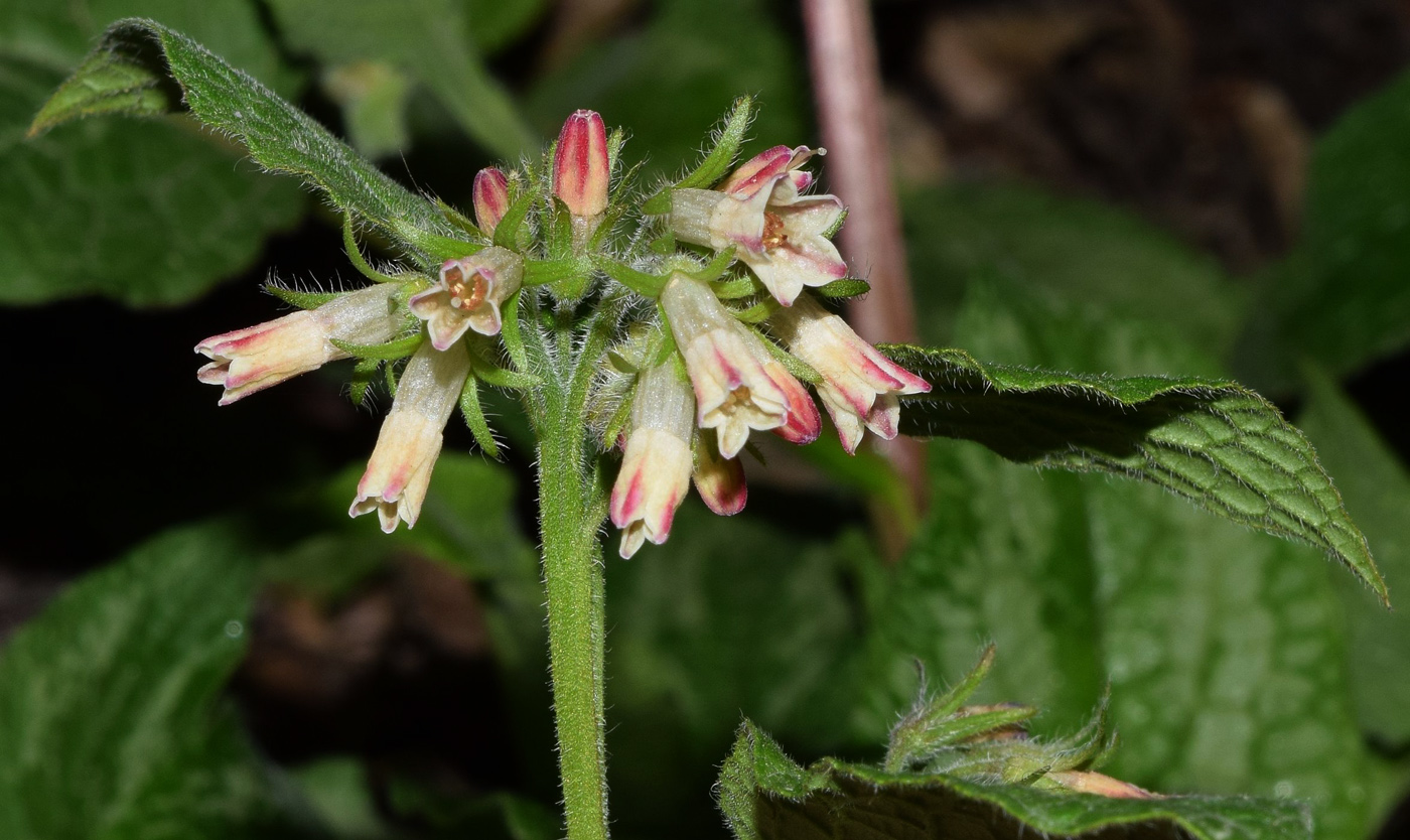 Image of Symphytum grandiflorum specimen.