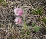 Pulsatilla turczaninovii