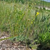 Linum ucranicum. Плодоносящее растение на меловом склоне. Украина, Донецкая обл., Славянский р-н, окр. пос. Богородичное. 14.06.2010.