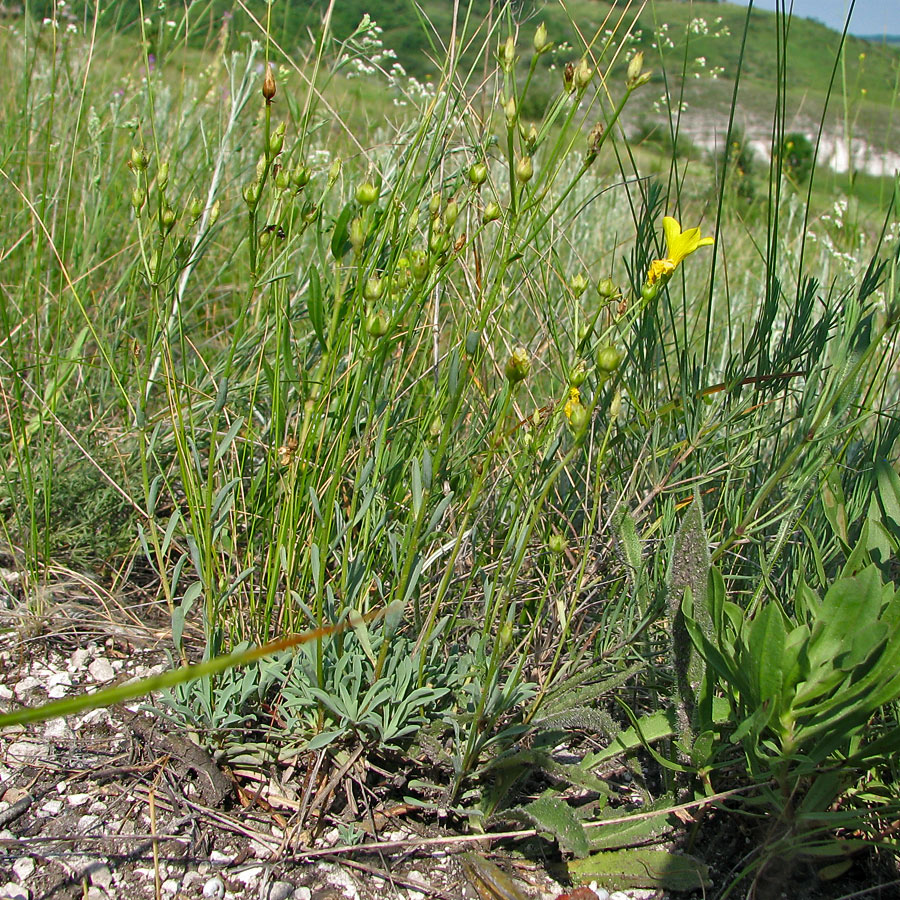 Изображение особи Linum ucranicum.