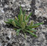 Plantago bellardii. Цветущее растение на скале. Республика Кипр, окр. с. Айос Созоменос (Άγιος Σωζόμενος), скалистый склон холма. 24.03.2019.