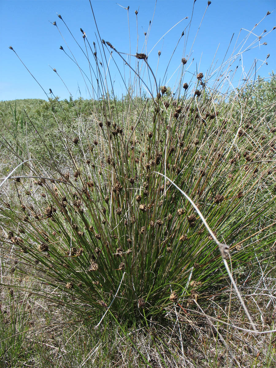 Image of Schoenus nigricans specimen.