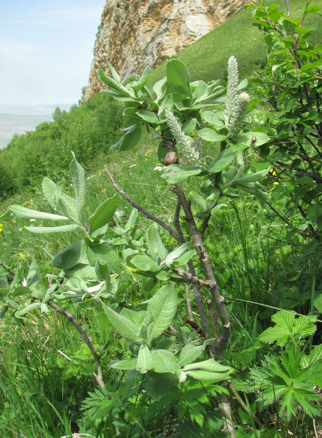 Image of Salix kuznetzowii specimen.