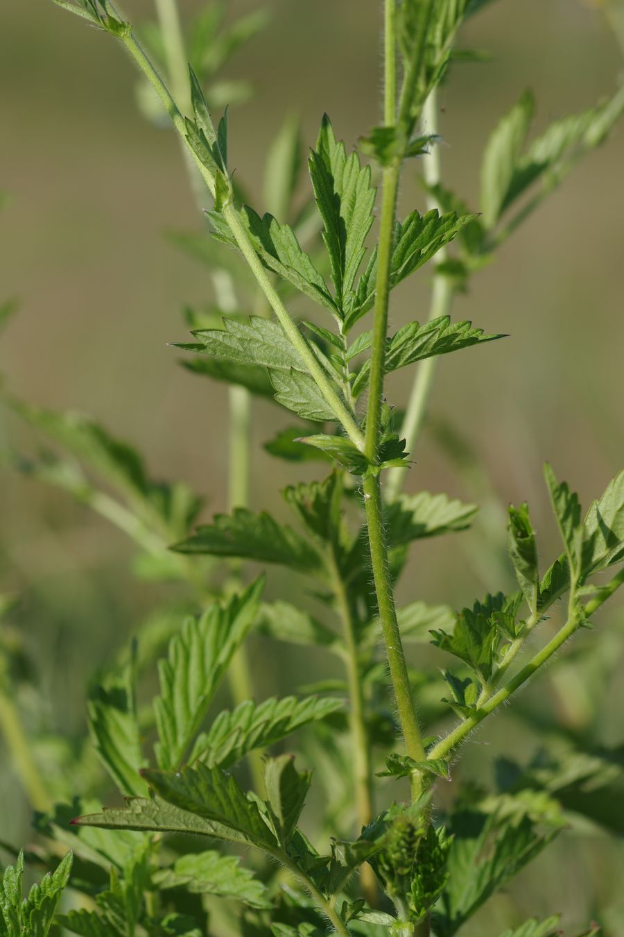 Image of Agrimonia pilosa specimen.