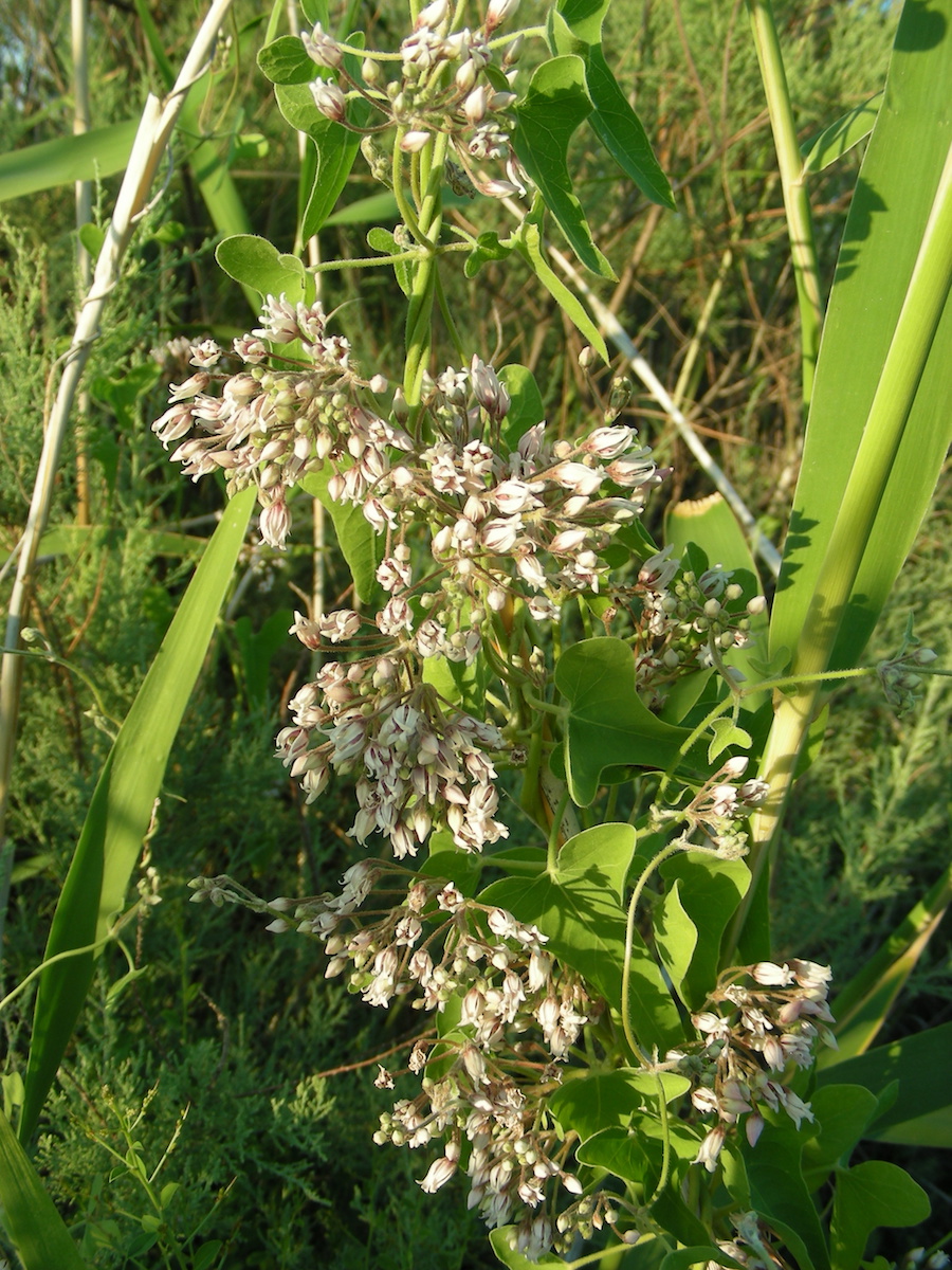 Image of Cynanchum sibiricum specimen.