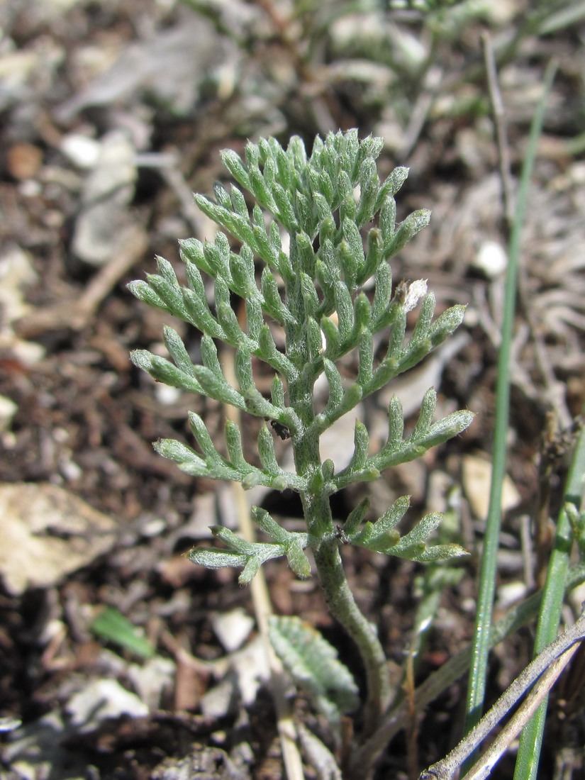 Image of Anthemis fruticulosa specimen.