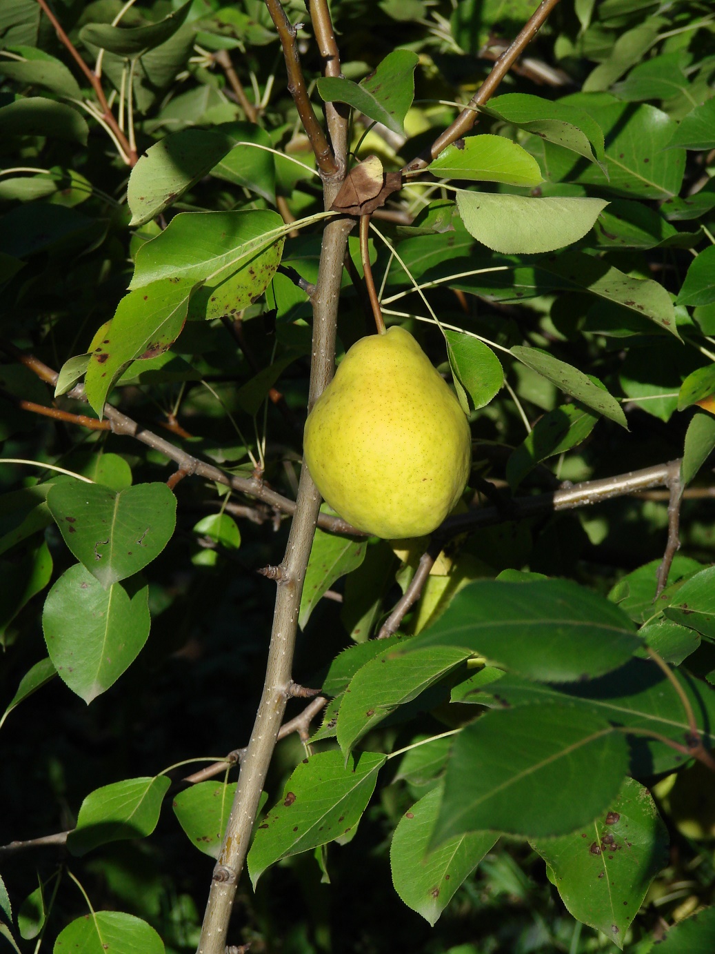 Image of Pyrus communis specimen.