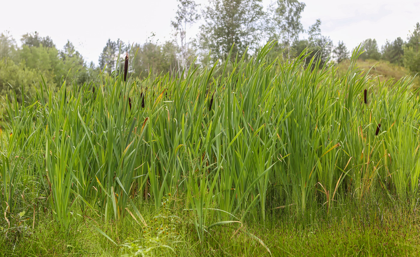 Image of Typha latifolia specimen.