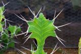 Euphorbia grandicornis. Верхушка побега. Израиль, Шарон, г. Тель-Авив, ботанический сад университета. 22.10.2018.