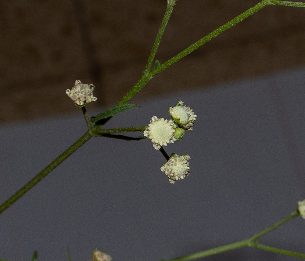 Изображение особи Parthenium hysterophorus.