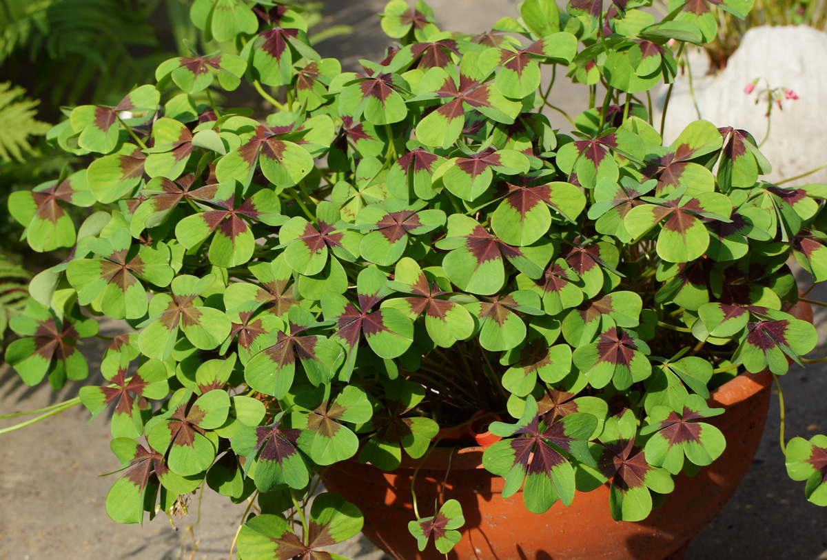 Изображение особи Oxalis tetraphylla.