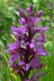 Dactylorhiza fuchsii. Часть соцветия. Пермский край, подножие Вогульского камня, долина р. Жигалан, смешанный лес, берег ручья вдоль дороги. 30.06.2010.