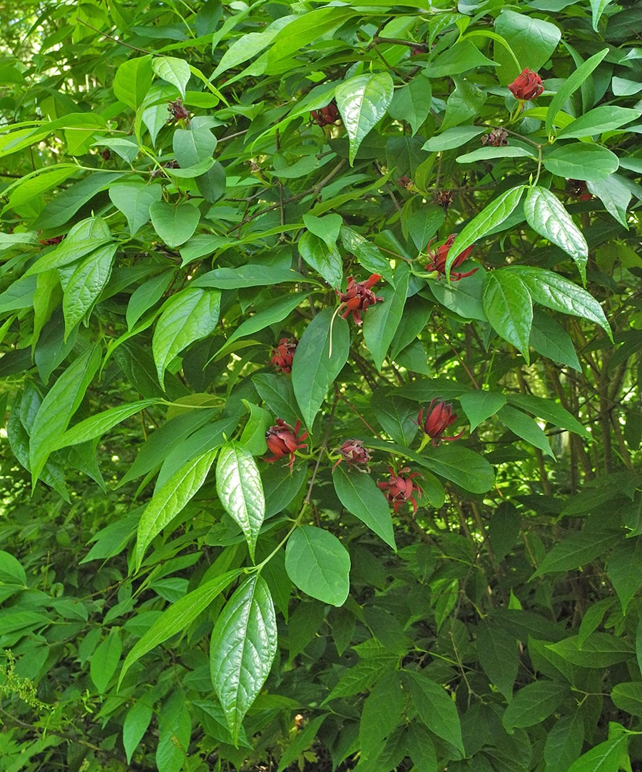 Image of Calycanthus floridus var. glaucus specimen.