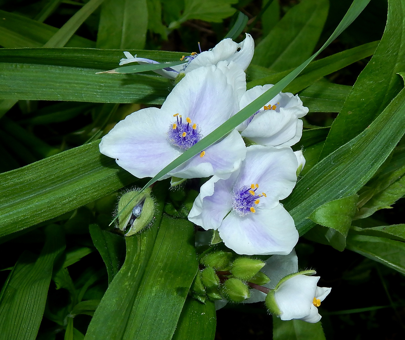 Image of Tradescantia virginiana specimen.