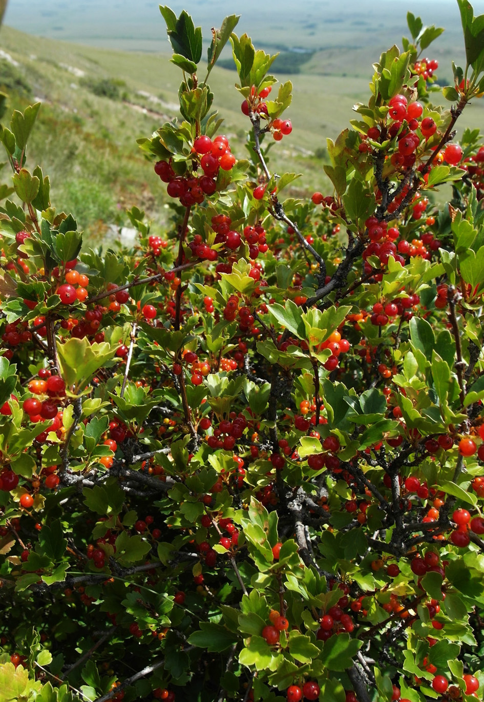 Image of Ribes diacantha specimen.