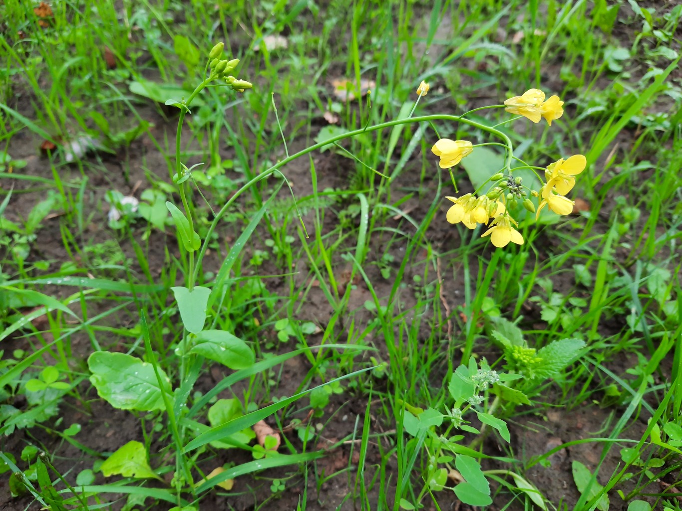 Изображение особи Brassica campestris.