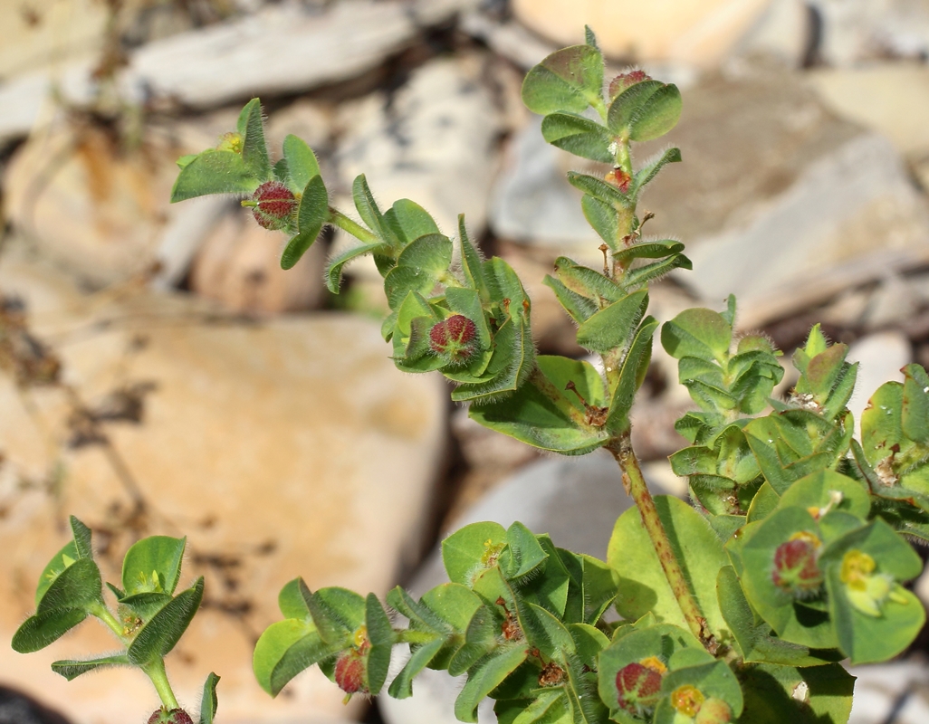 Image of Euphorbia hirsuta specimen.