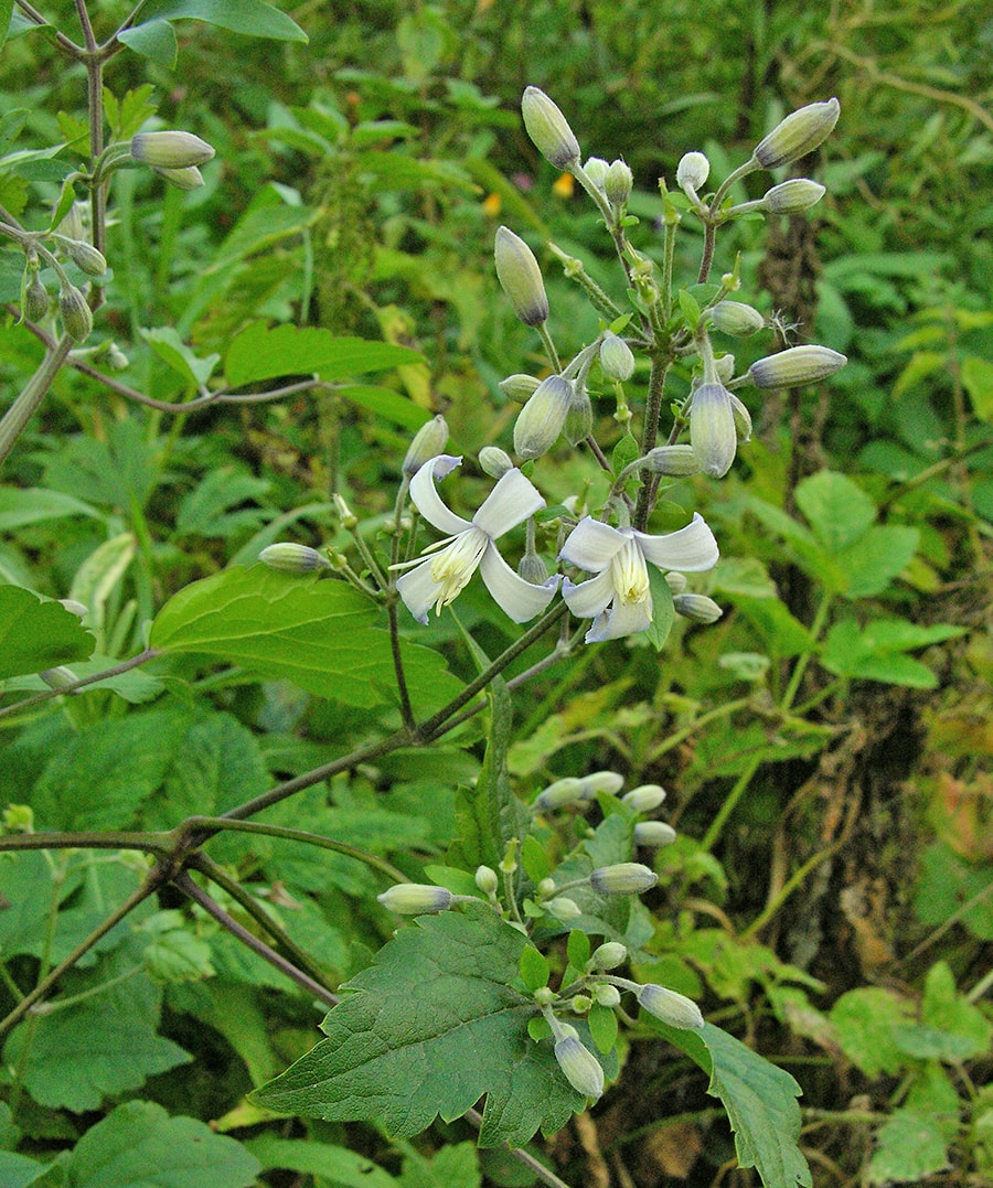 Image of Clematis &times; jouiniana specimen.