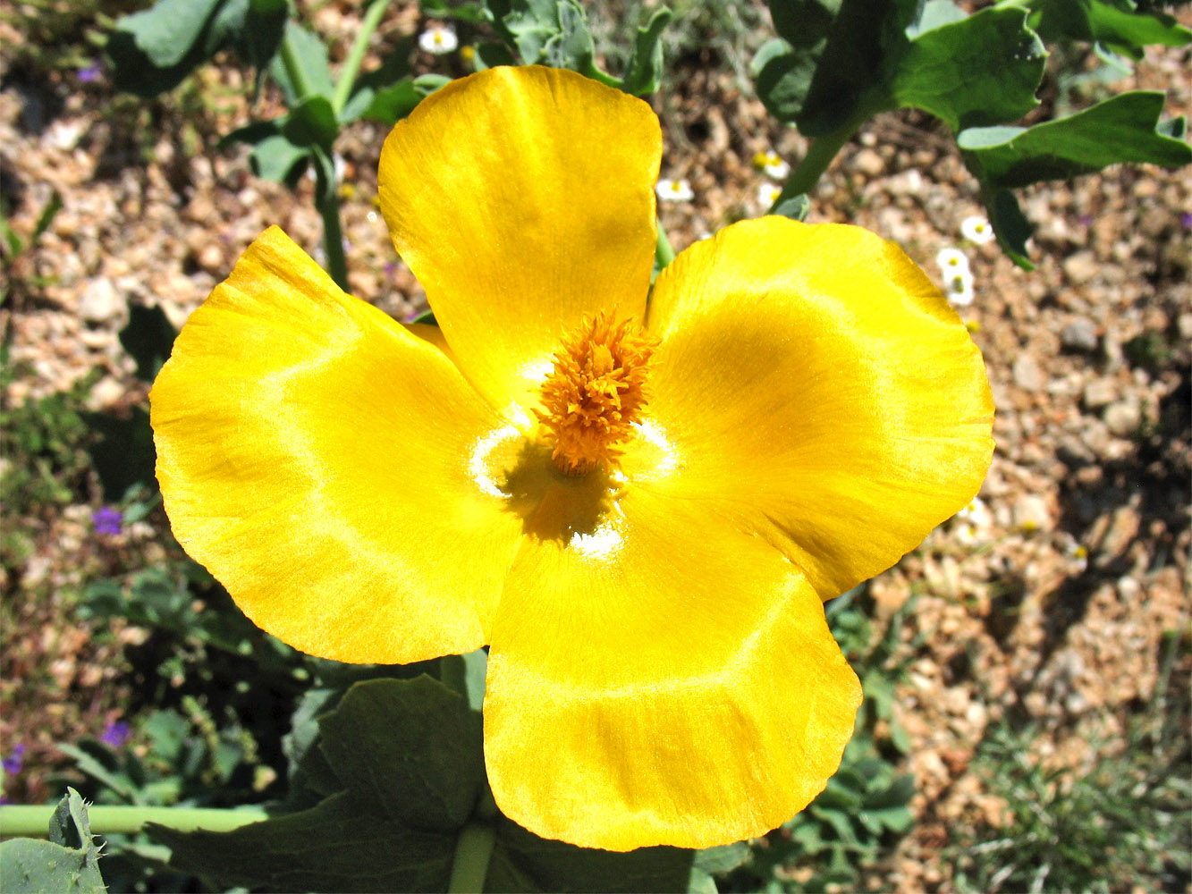 Image of Glaucium flavum specimen.