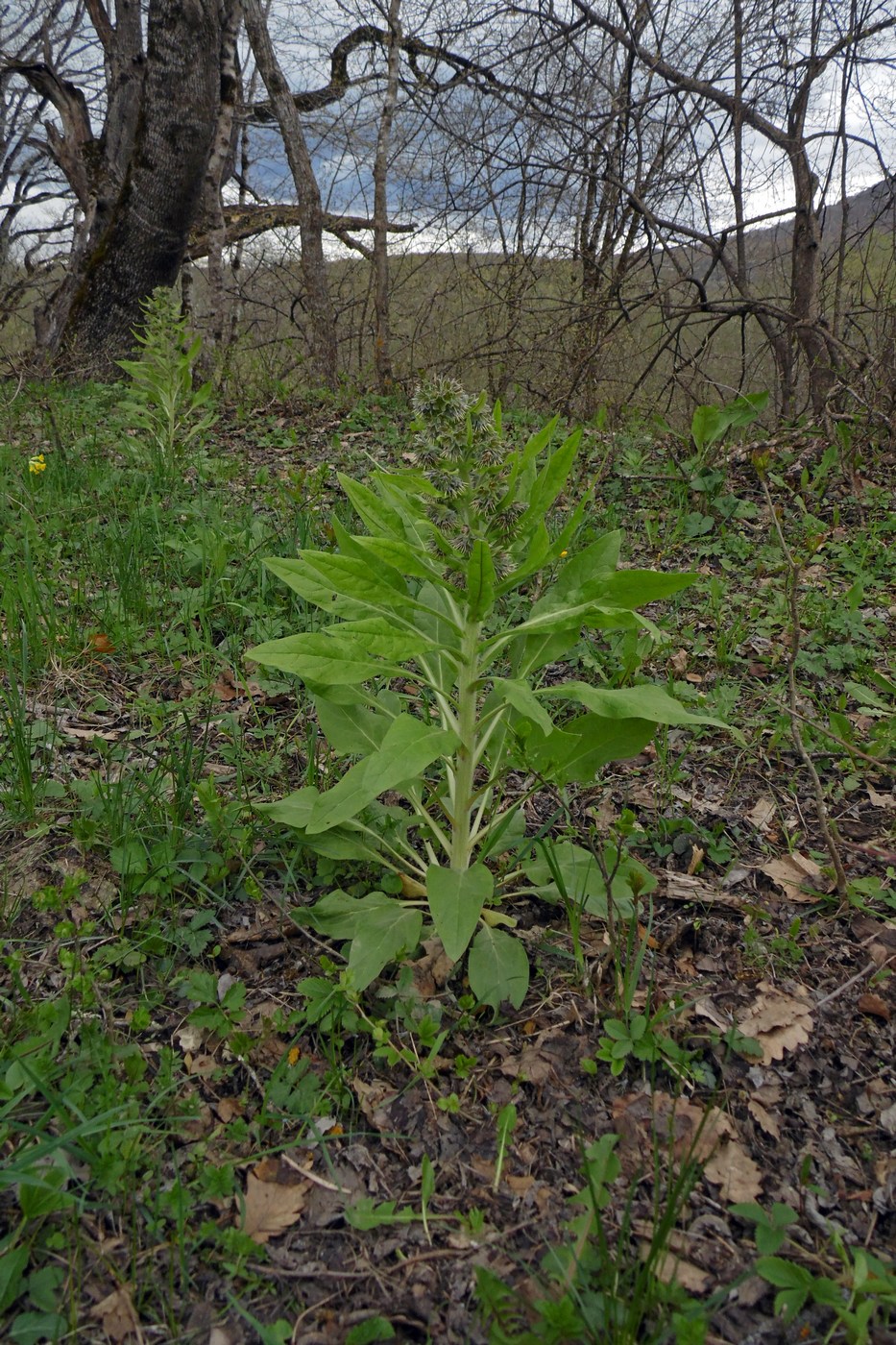 Изображение особи Solenanthus biebersteinii.