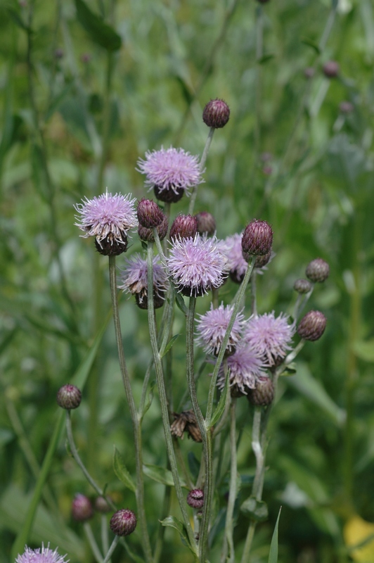 Изображение особи Cirsium incanum.