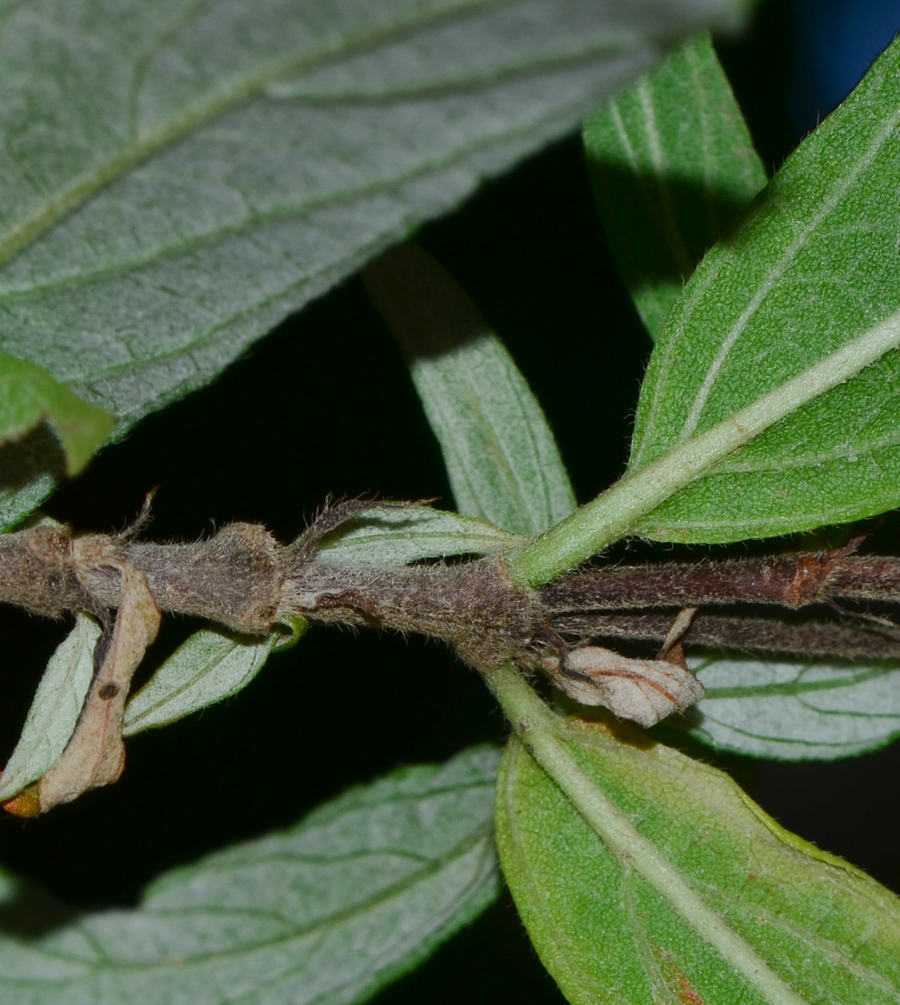 Image of Arachnothryx leucophylla specimen.